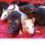 We noobie rats