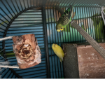 Bird quad