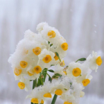 Lovely White nice and flowers
