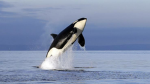 orca community :)