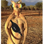 AUSTRALIA'S ADLAYS