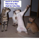 cat's ;P