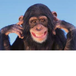 monkeystudiosreal
