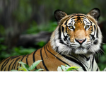 miraculous ##