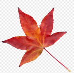 단풍 스튜디오[Maple Studio]