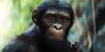 Monkeysdominate