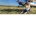 The Doge Airline