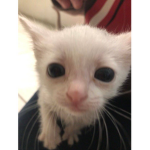 CatSlushie