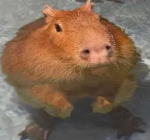 Capybara Gaming Creation