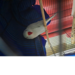 losers of roblox