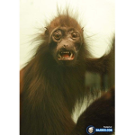 monkey group group