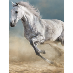 I luv horses