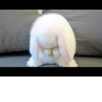 Bunny group offical