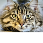 The super awesome cats