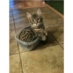 Epic Kittens