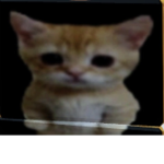 Secret cat group