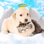 THE CAT AND PUPPY A N G E L S