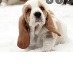 basset hound .