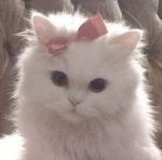 Cute Cupcake Apparel!