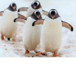 The genius Penguins