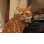 CATS ARE THE BEST ANAMALS EVER