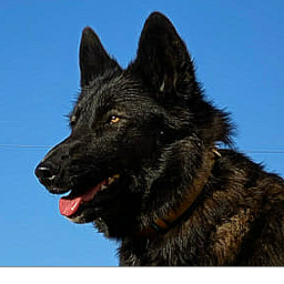 Nayeli