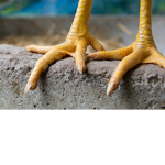 Chicken Toes 8000