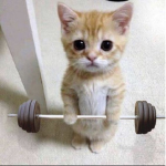 ЧЕЧИЛ GYM