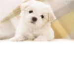 ♥We Love Pets♥