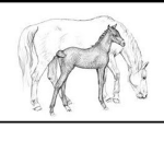 Diamond Riding Academy :)