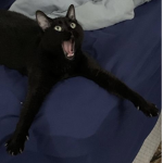 The Lucky Black Cats