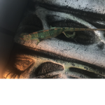 Chameleons lair