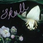 ‘Skull