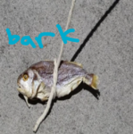 I NEED TO WALK MY PET FISH SEMANINI