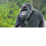 The Gorilla Battalion