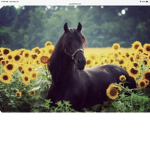 The Sunflower stables