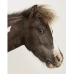 Hunter jumper