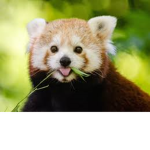 RED PANDA APPRECIATION CREW