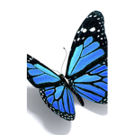 My dear butterfly’s