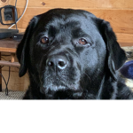 Woof is life