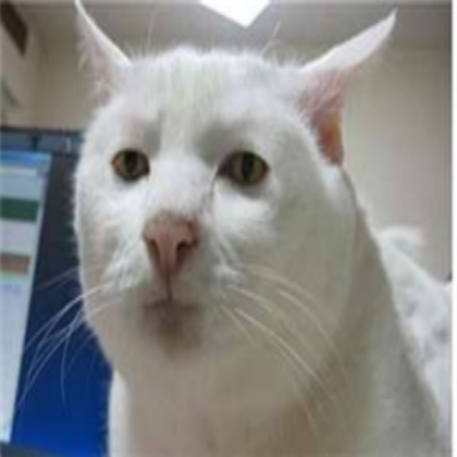 Funny Cat Face Roblox decal