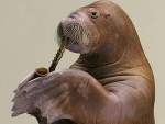 Elite Walruses of Roblox (EWR)