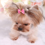 ’puppi.