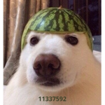 watamelon dawg