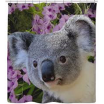 KOALA ARE POTATOS AND LIKE APPLES!