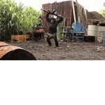 disco gorillas