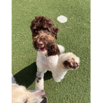 Bearthedog