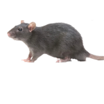 The rat life :)