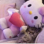 Milkysoftea