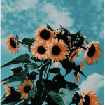 Ella’s sunshines